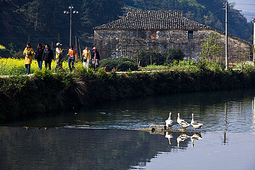 soi câu bach kim