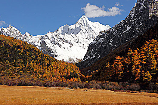 bach thu khung 5 ngay