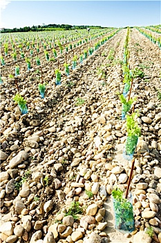trực tiếp xổ số vĩnh long