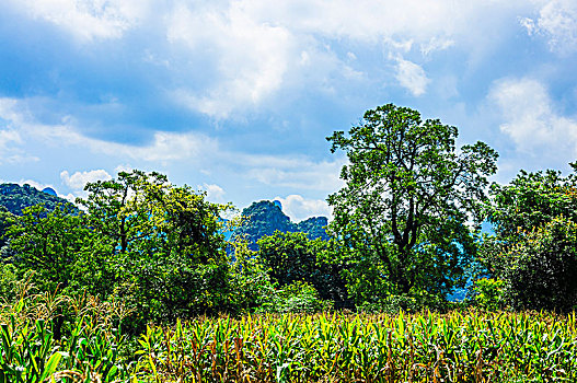 soi cầu kép