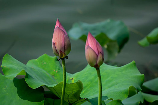 đánh lô đề trên mạng