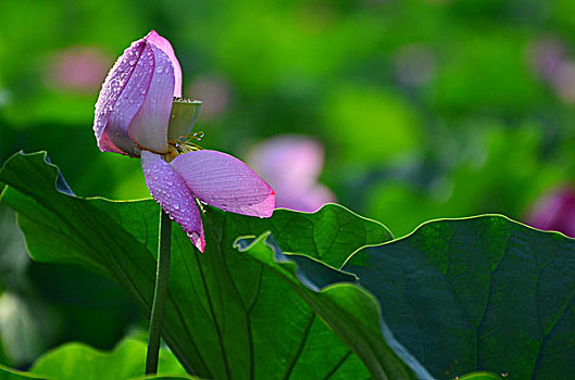 soicau bachthu de