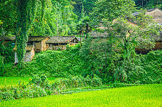 soi cau lo bachthu