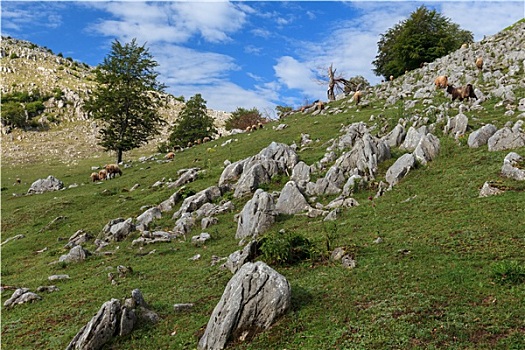 sổ kêt qua