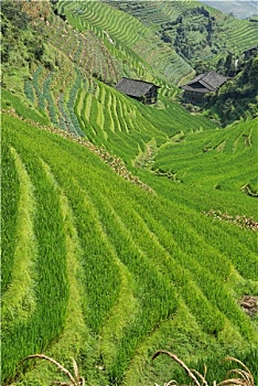 soi cau 2 nhay rong bach kim